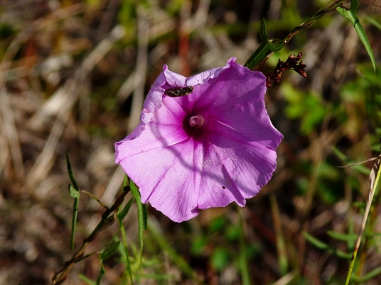 {Ipomoea sagittata}
